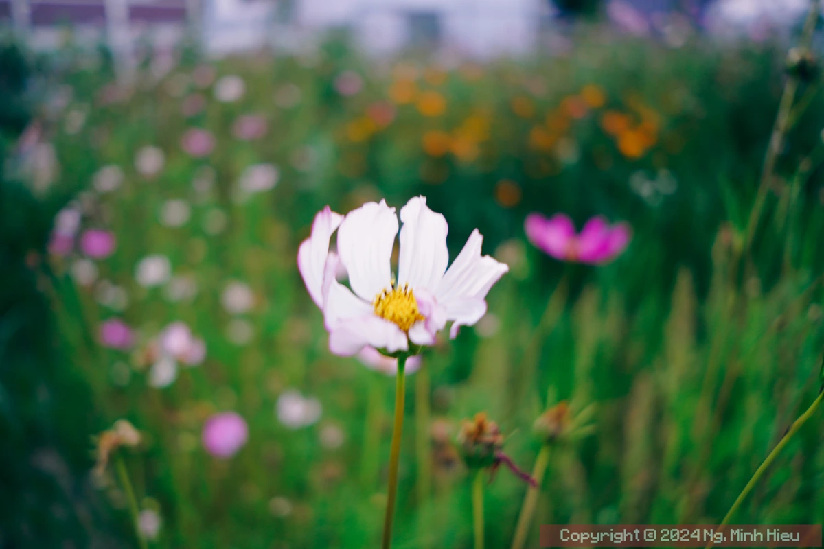 wm_00015